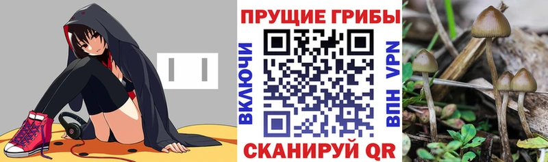 блэк спрут онион  Пестово  Галлюциногенные грибы Cubensis 